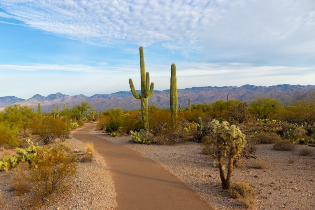 Best Places to Visit in Arizona - Saguaro National Park